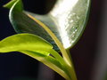 Ficus