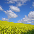 The field