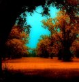 Path of Dreams