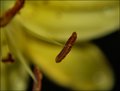 Inside a Lily
