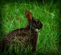 Roadside Rabbit