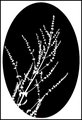 Branches