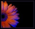 Flower Out take