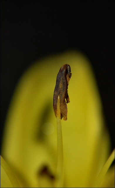 One Stem of a Lily