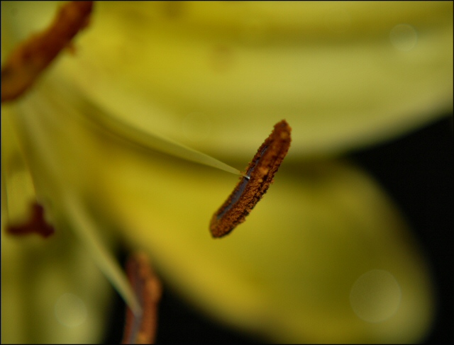 Inside a Lily