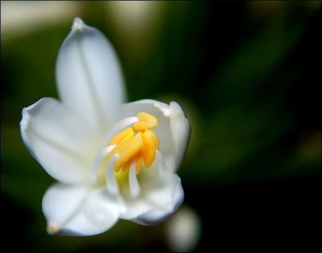 Small, White, and Beautiful