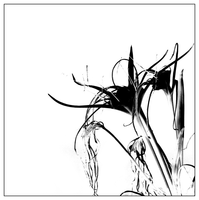 Spiked