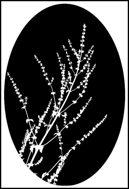 Branches