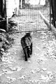 Cat Walk