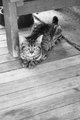 This Is My Porch