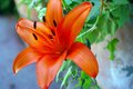 Artworks Flower