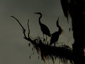 Herons.jpg