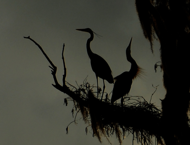 Herons.jpg