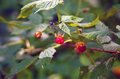raspberry