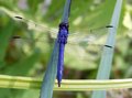 blue dragon