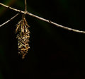 Cocoon