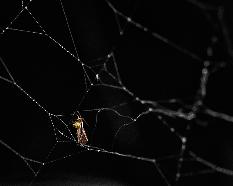 Day 7 - Trapeze Artist