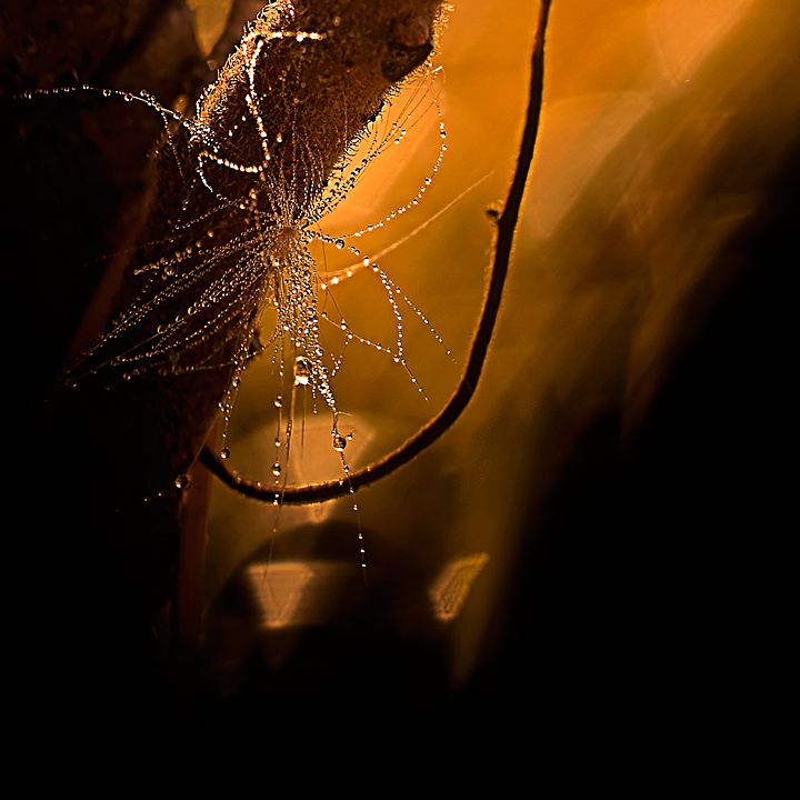 Delicate