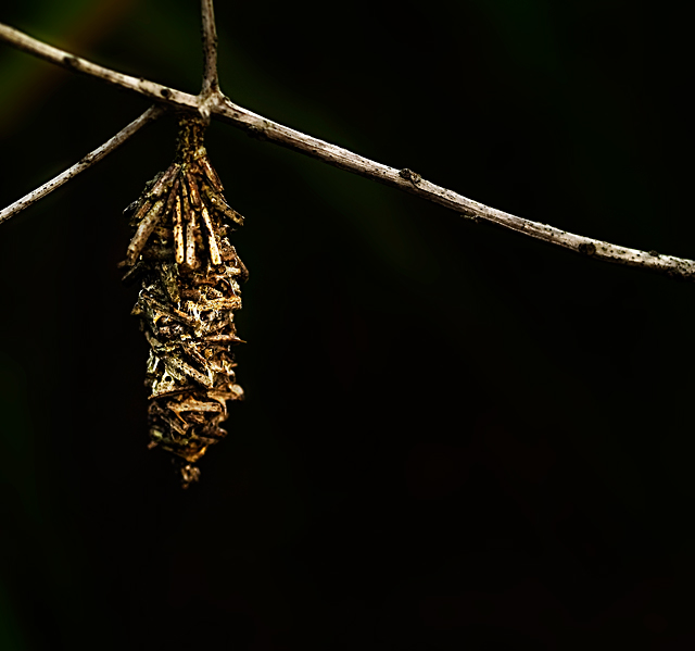 Cocoon