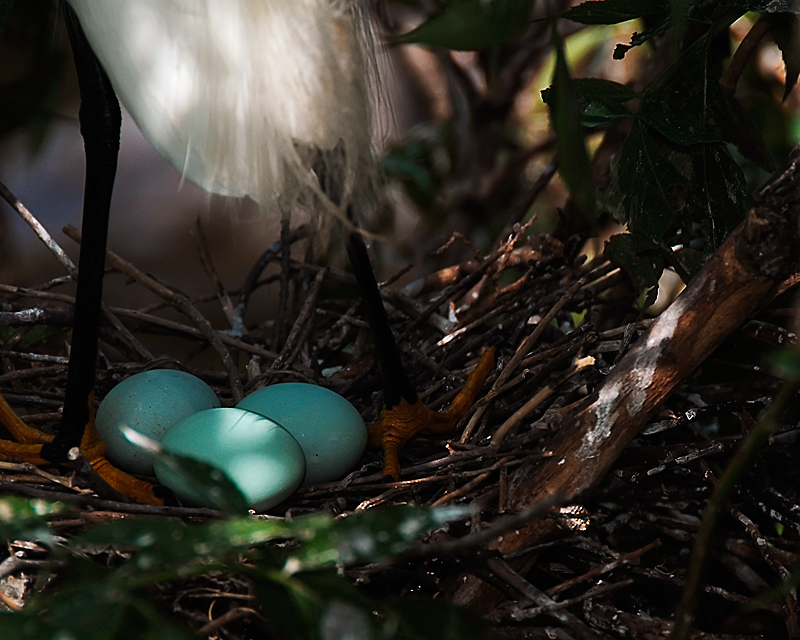 White Egret Eggs