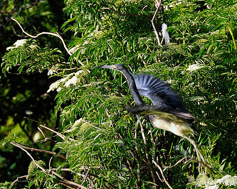 Taking Flight (Motion)