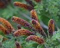 False Indigo