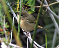 Warbler1_9247.jpg
