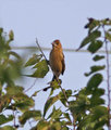 Brown Finch_DPC_0989.jpg