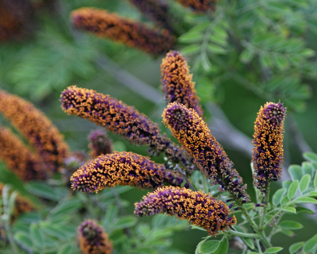 False Indigo