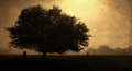 Lost Morning
