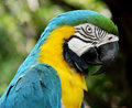Macaw2