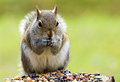 Munching Seeds