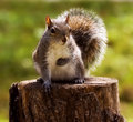 Pledging Squirrel