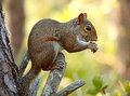 Wild Squirrel from Turkey Creek