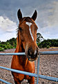 Friendly Horse 2