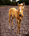 Colt