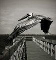 Pelican and Pier #3
