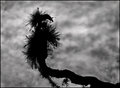 Air Plants out on a Limb #8