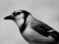 Not So Blue Jay Close up #25