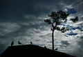 Dark Sky with Gulls #3 P&S