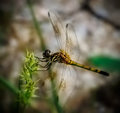 Dragonfly on Sticker Bush