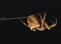 Ugly Spider