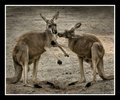 C'mon baby, just  one little kiss...