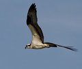 Osprey in Flight