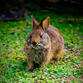 Swamp Bunny