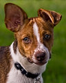 Bugsy