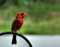 Cardinal 