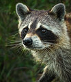 Raccoon Closeup