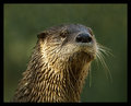 Otter Portrait