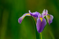Wild Iris